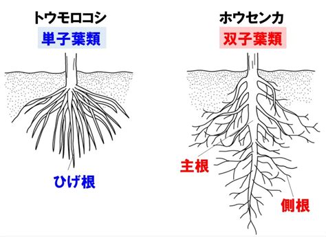 樹根位置|樹木の根の生長と分布特性